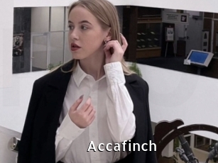 Accafinch