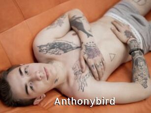 Anthonybird