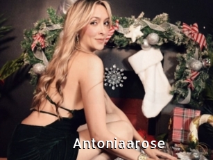 Antoniaarose