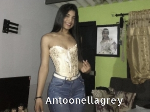 Antoonellagrey