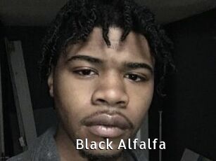 Black_Alfalfa