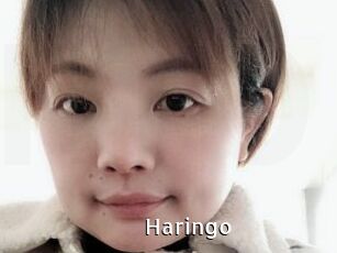 Haringo