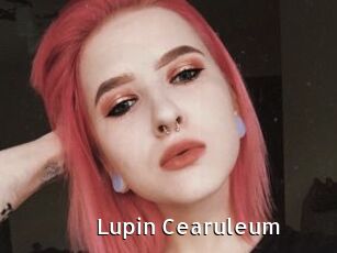 Lupin_Cearuleum