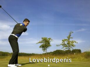 Lovebirdpenis