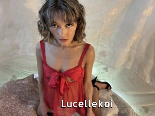 Lucellekoi