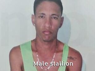 Male_stallion