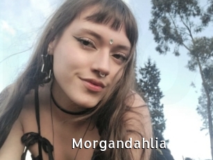 Morgandahlia