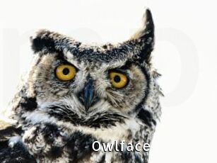 Owlface