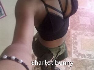 Sharlot_bunny