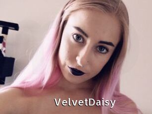 VelvetDaisy