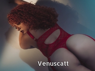Venuscatt