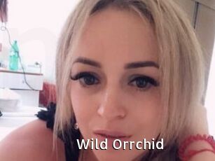 Wild_Orrchid