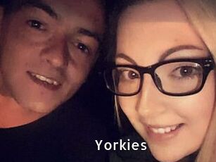 Yorkies